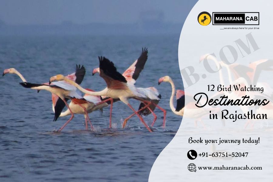 Bird Watching Destinations in Rajasthan